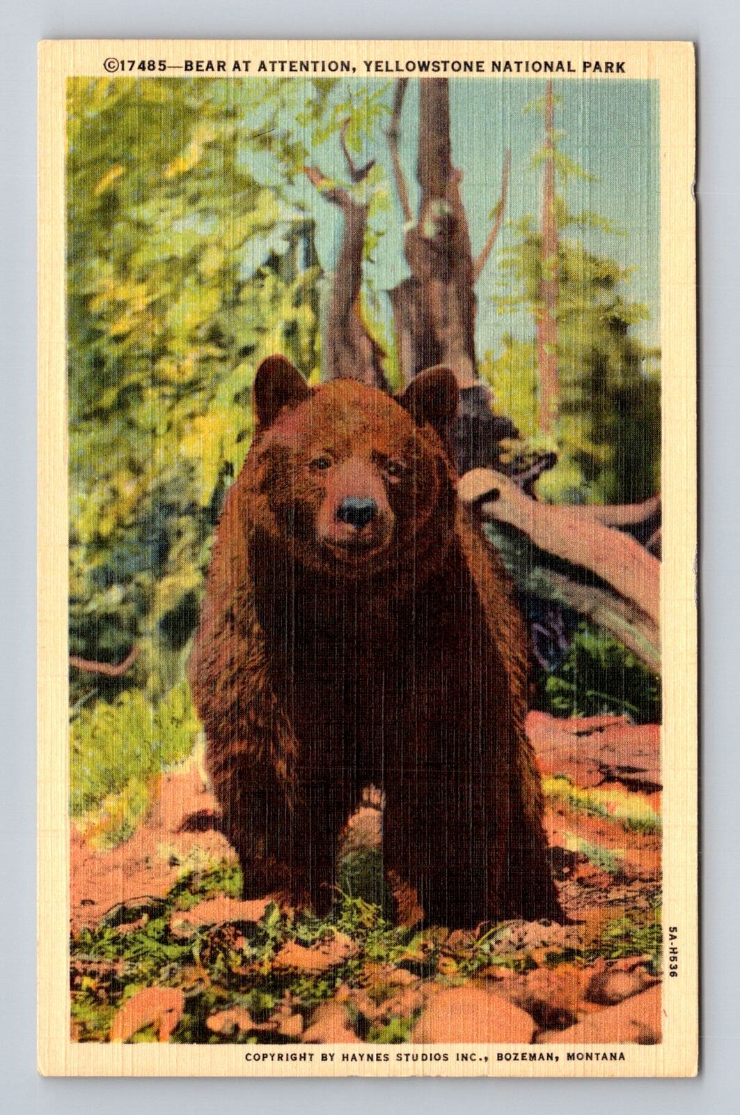 Yellowstone National Park, Bear at Attention, Series #17485 Vintage Postcard