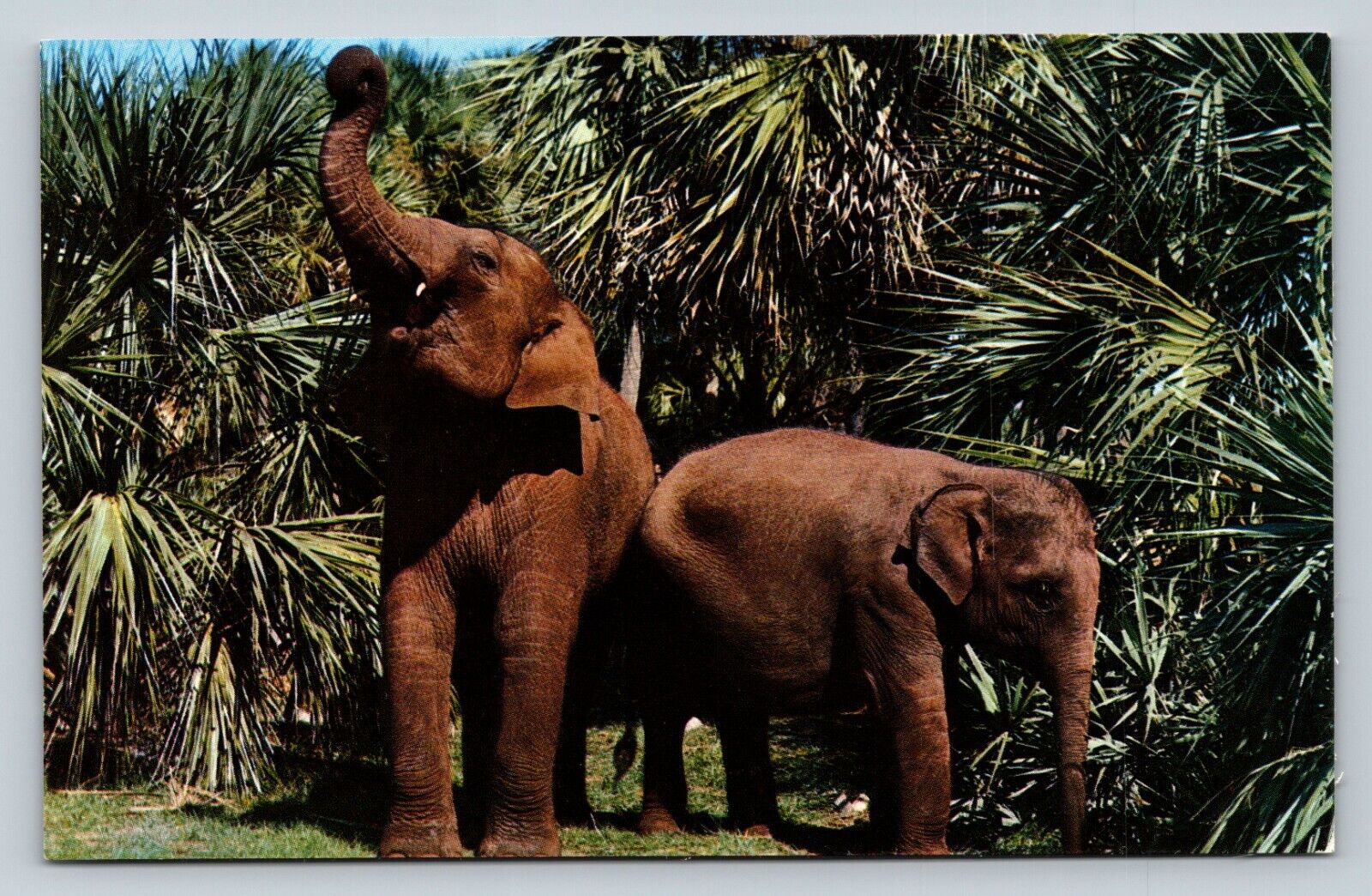 Elephants At Wild Animal Compound BOCA RATON Florida FL VINTAGE Postcard