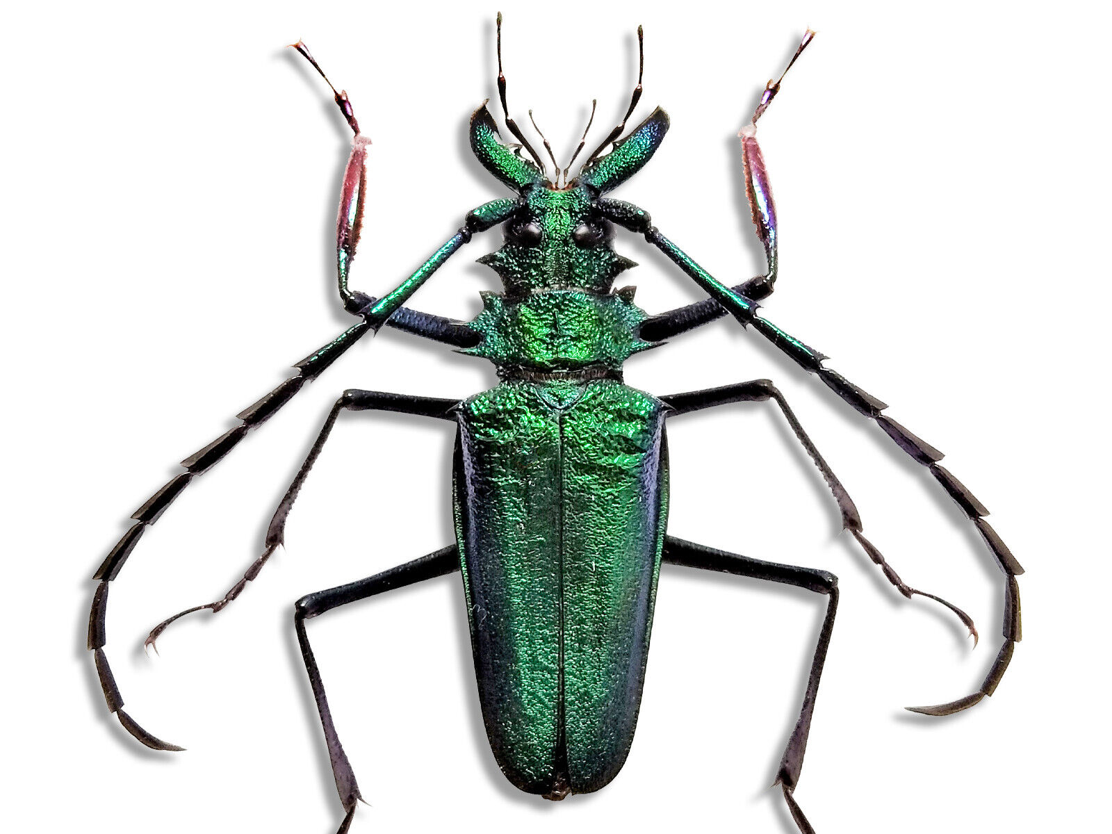 REAL Psalidognathus friendi MALE Beetle +60mm Insect Bug Unmounted in USA
