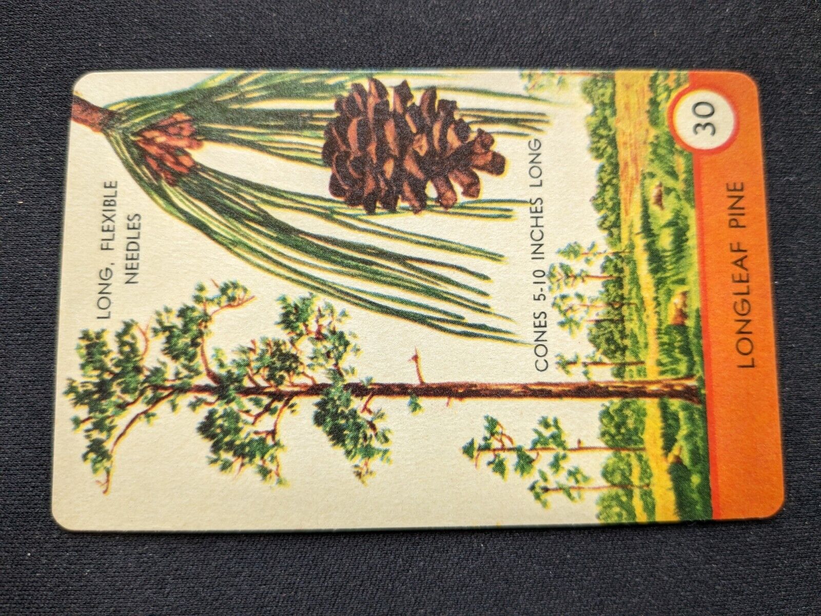 1962 Ed-U-Cards Tree Spotter Game Card  # 30 Long Leaf Pine (NM)