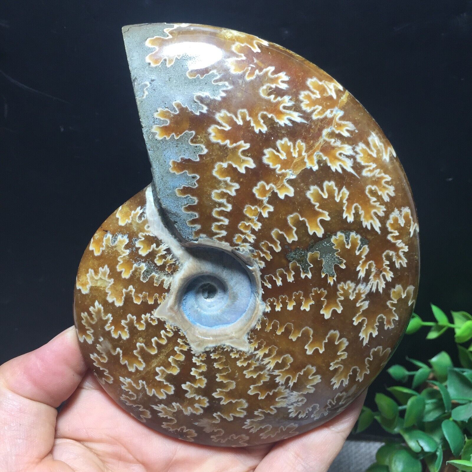 426g Natural polishing conch ammonite fossil specimens of Madagascar 133