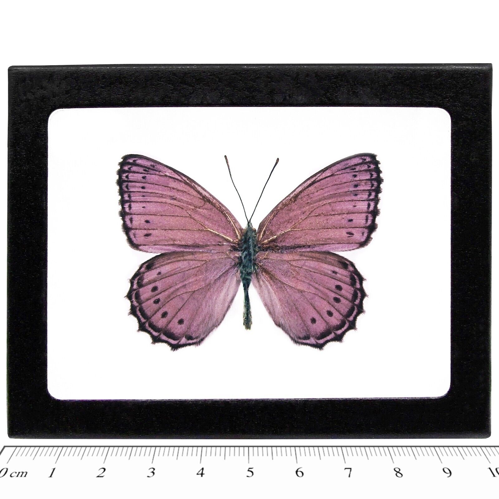 Crenis pechueli REAL FRAMED BUTTERFLY PINK PURPLE AFRICA