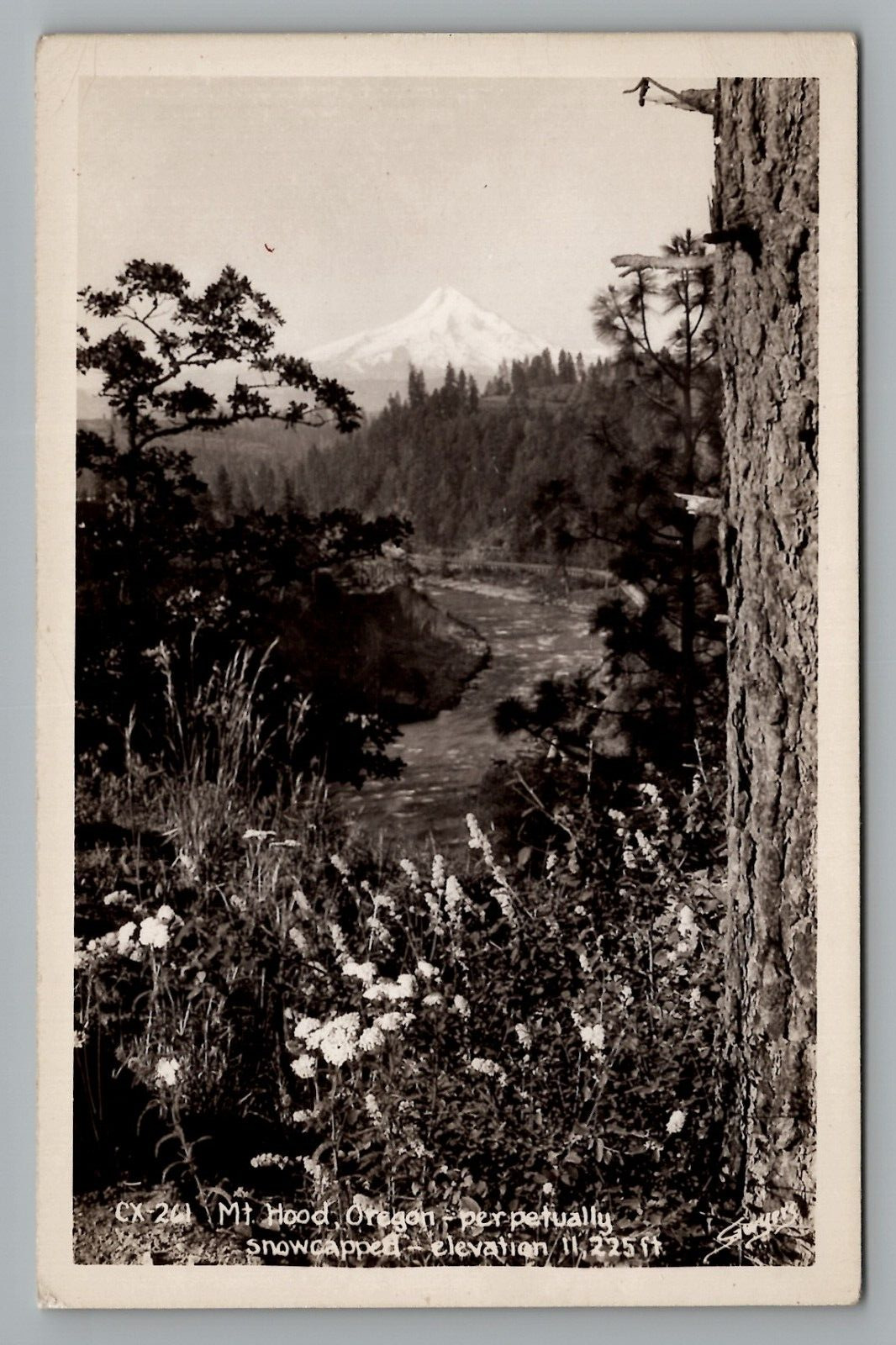 Postcard RPPC Oregon Mt. Hood Perpetually Snowcapped Unposted c1930-1950