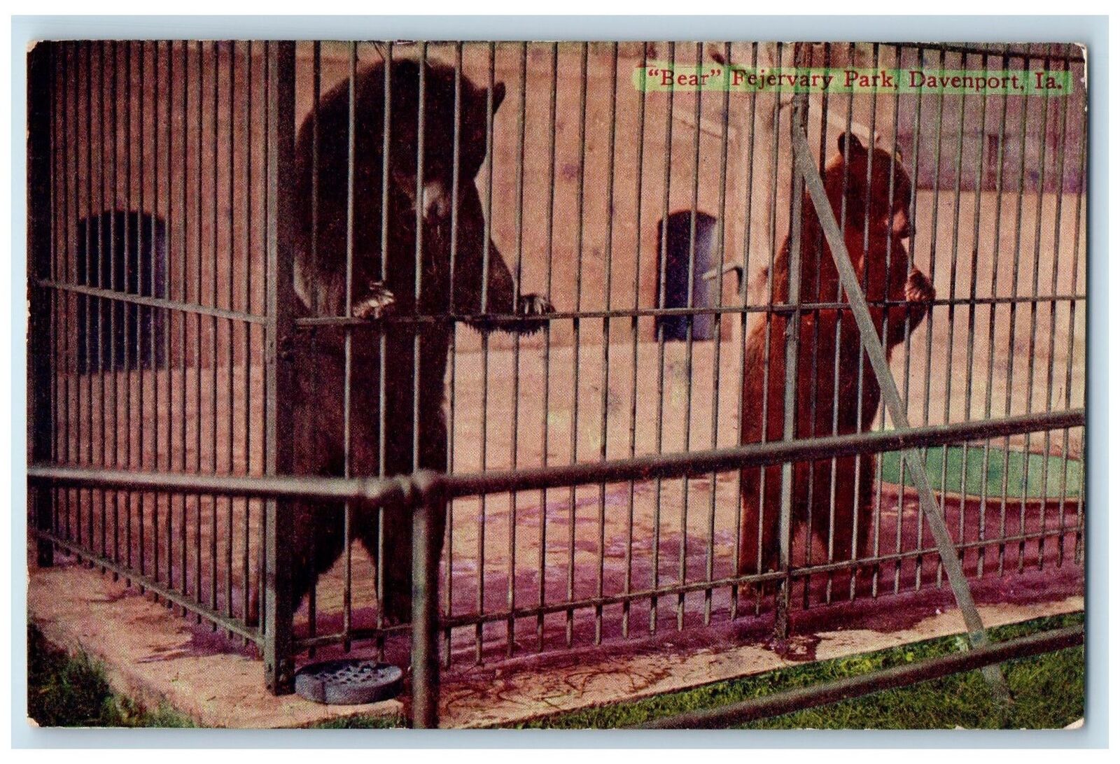 c1950\'s Bear Fejervary Park Mother & Cub Bear On Cage Davenport Iowa IA Postcard