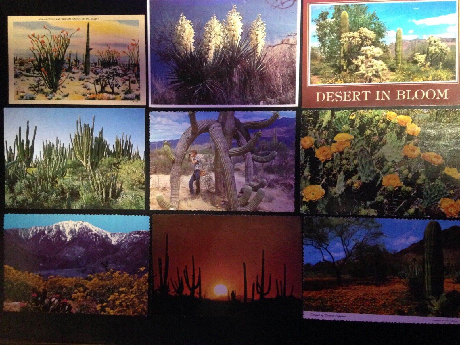 40+ Postcard lot, Desert, Cactus. Set 2. Nice