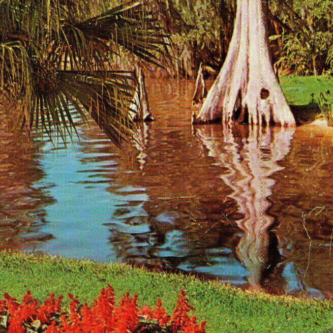Vintage Postcard 1960\'s Florida Cypress Gardens Trees Flowers FL-24