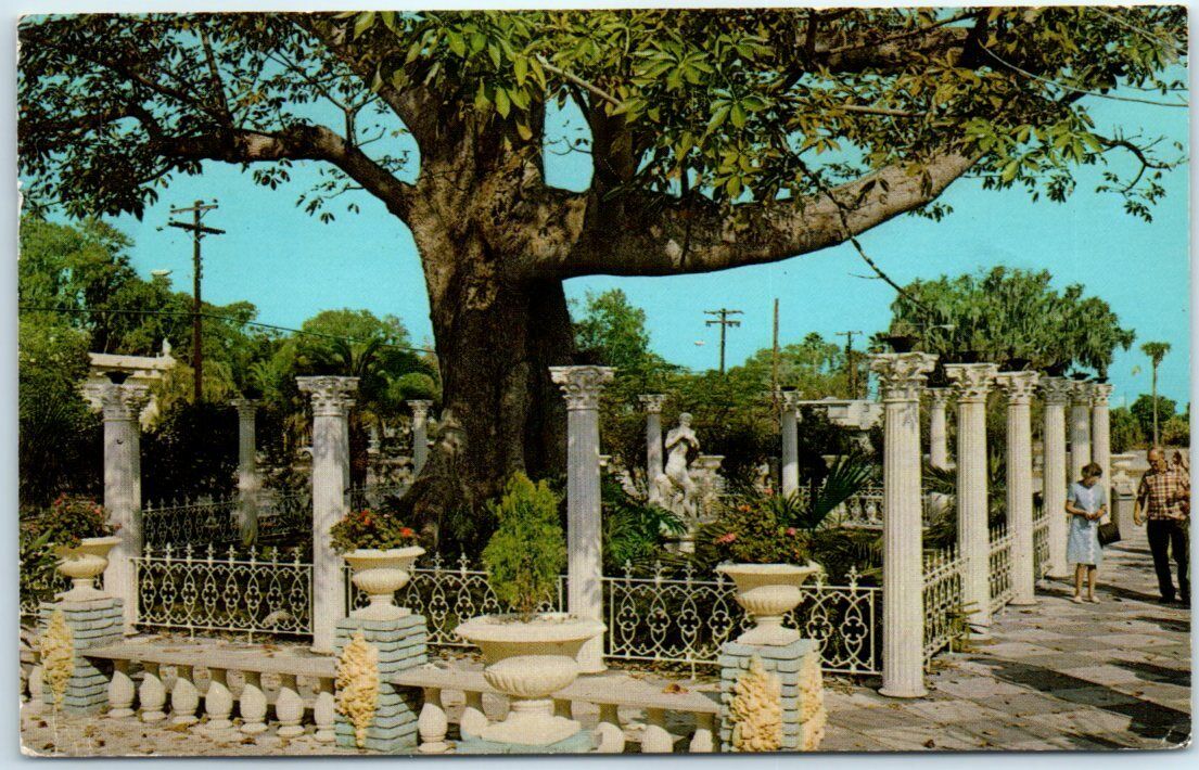 Postcard - The Famous Kapok Tree (Bombax Malabaricum) - Clearwater, Florida