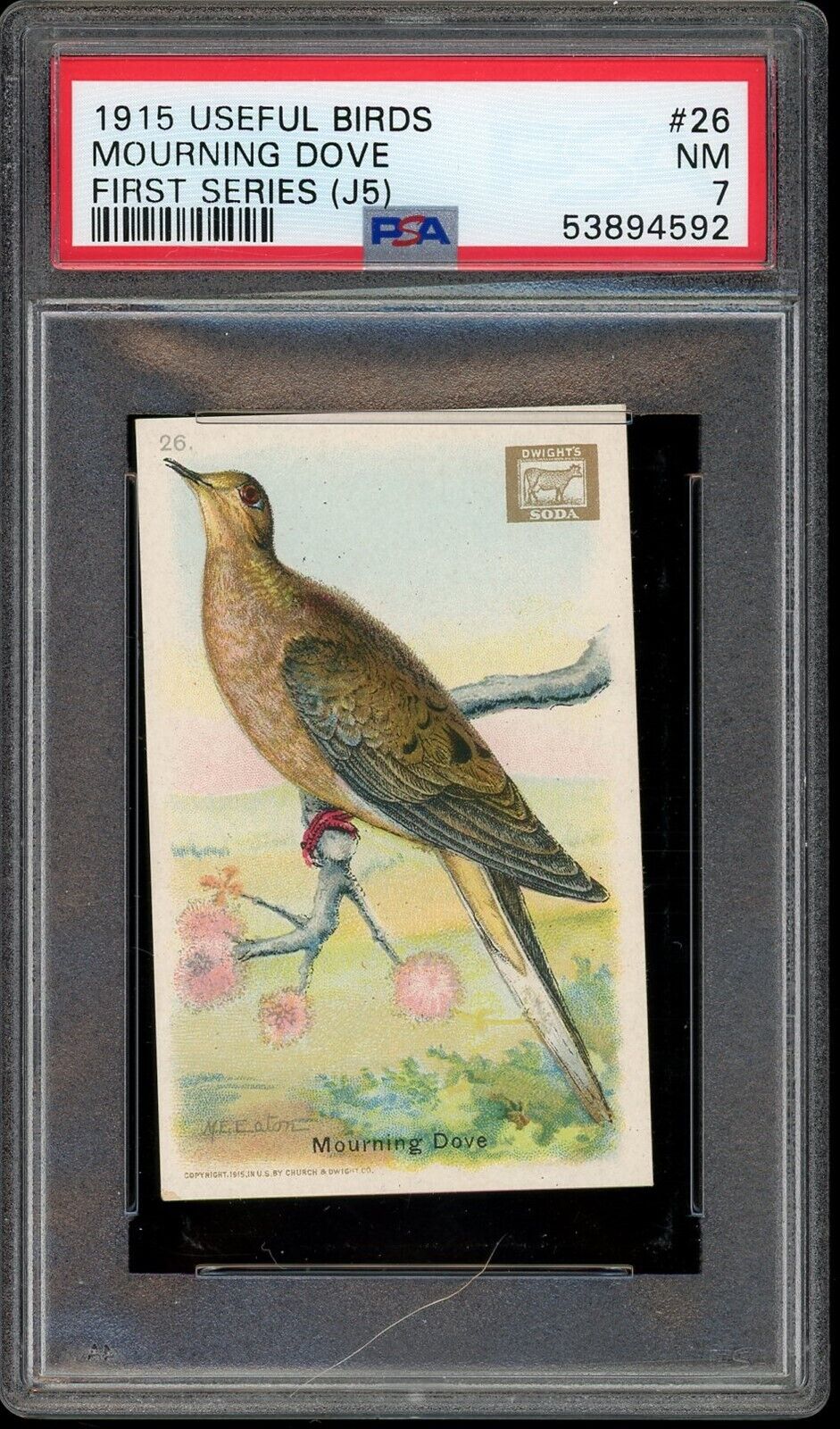 1915 J5 Church & Dwight Useful Birds of America #26 Mourning Dove PSA 7