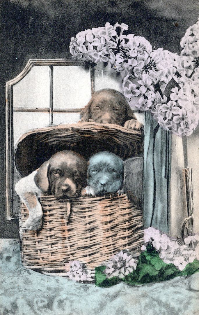Three Dogs And Wicker Basket Postcard