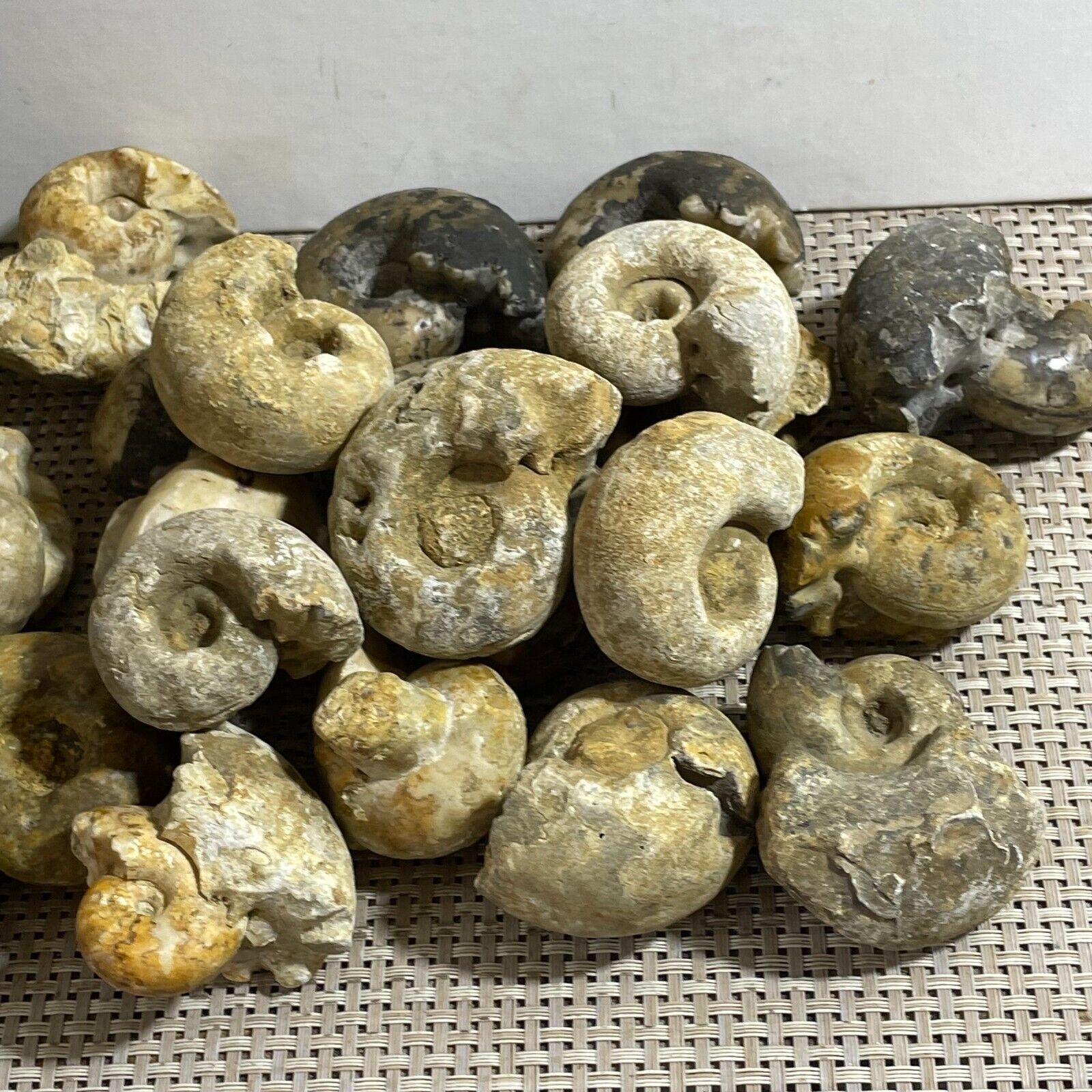 5kg Rare natural rough unpolished conch Ammonite from Nigeria