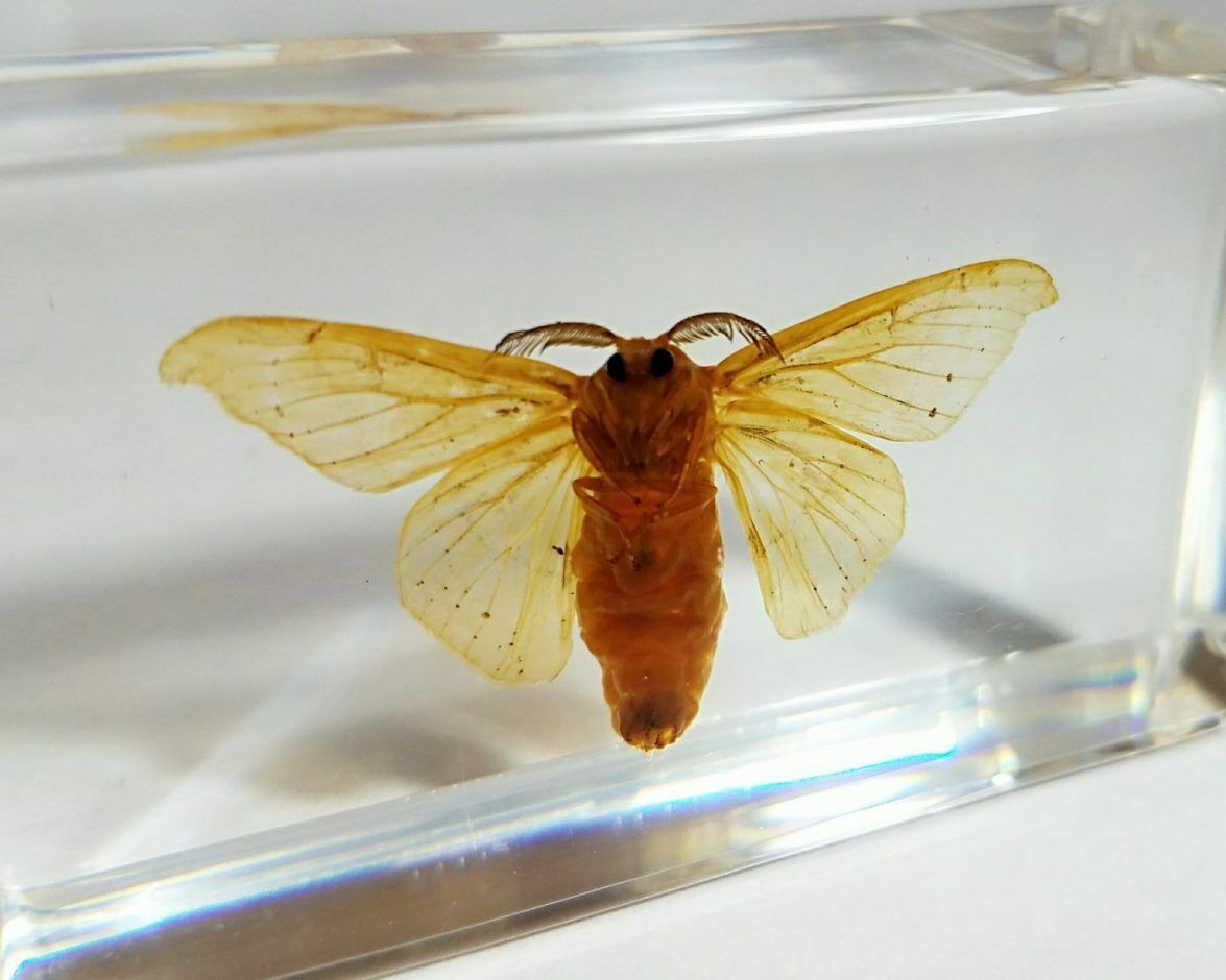 Silkworm Moth in Resin, Insect in Lucite, Oddities, Curiosities, Bombyx Mori