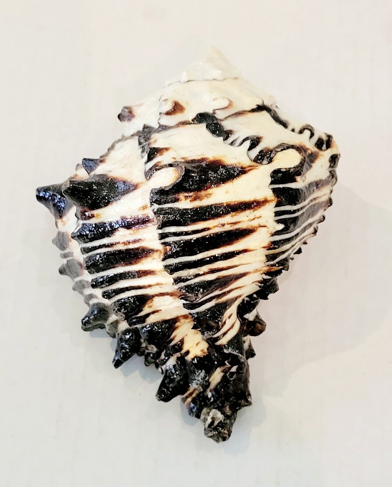 Black Striped Murex Seashell Shell  Nautical Conch Shiny 5” Decor Beautiful