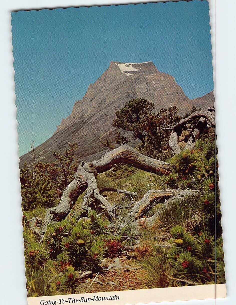 Postcard Going To The Sun Mountain Glacier National Park Montana USA