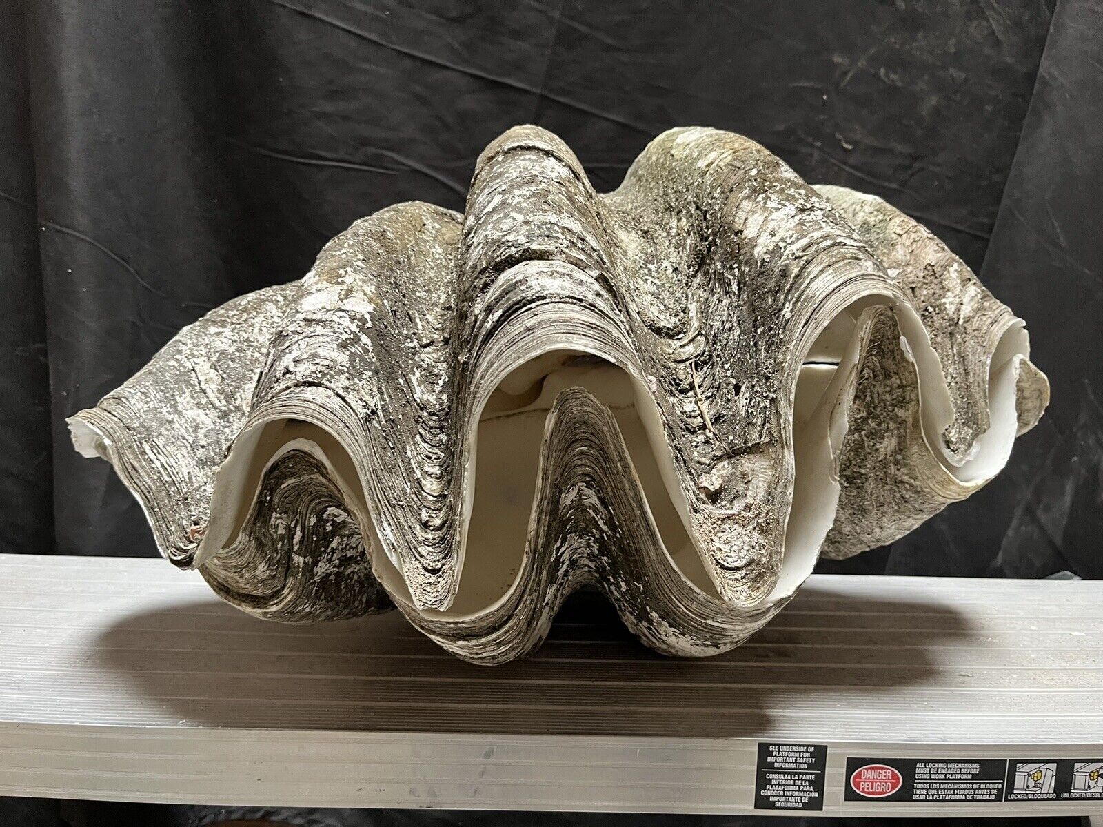 Giant Clam Shell matching pair tridacna gigas 25x15x11