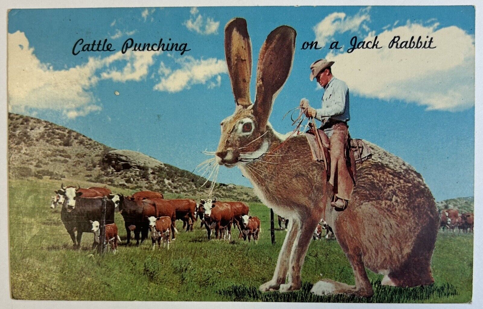 Cattle Punching on a Jack Rabbit Satire Postcard, Posted Scottsdale, AZ 1969
