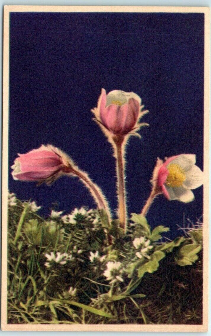 Postcard - Anemone Vernalis