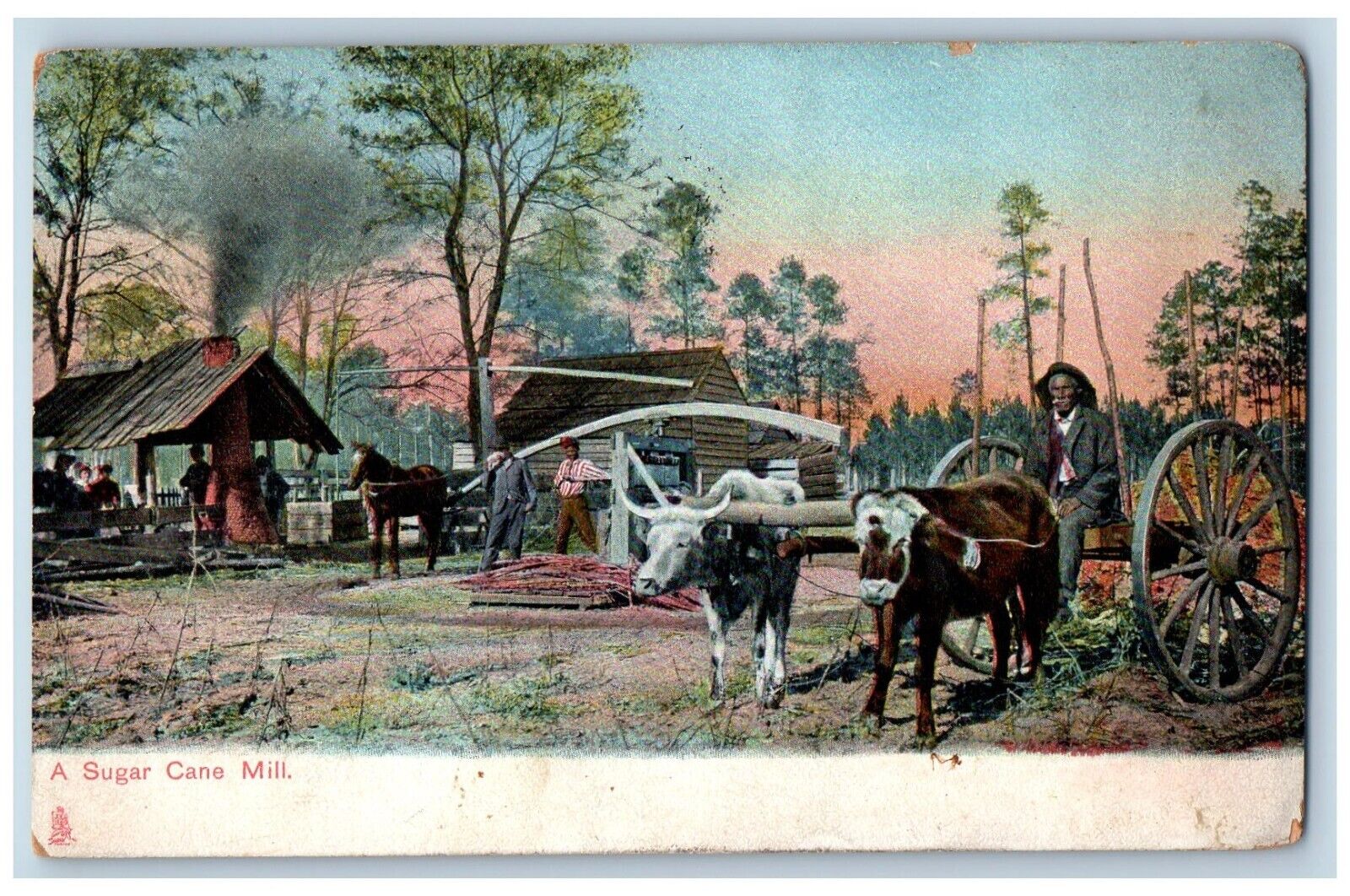 A Sugar Cane Mill Postcard Farmer Farming Horse Oxen 1908 Tuck Posted Antique