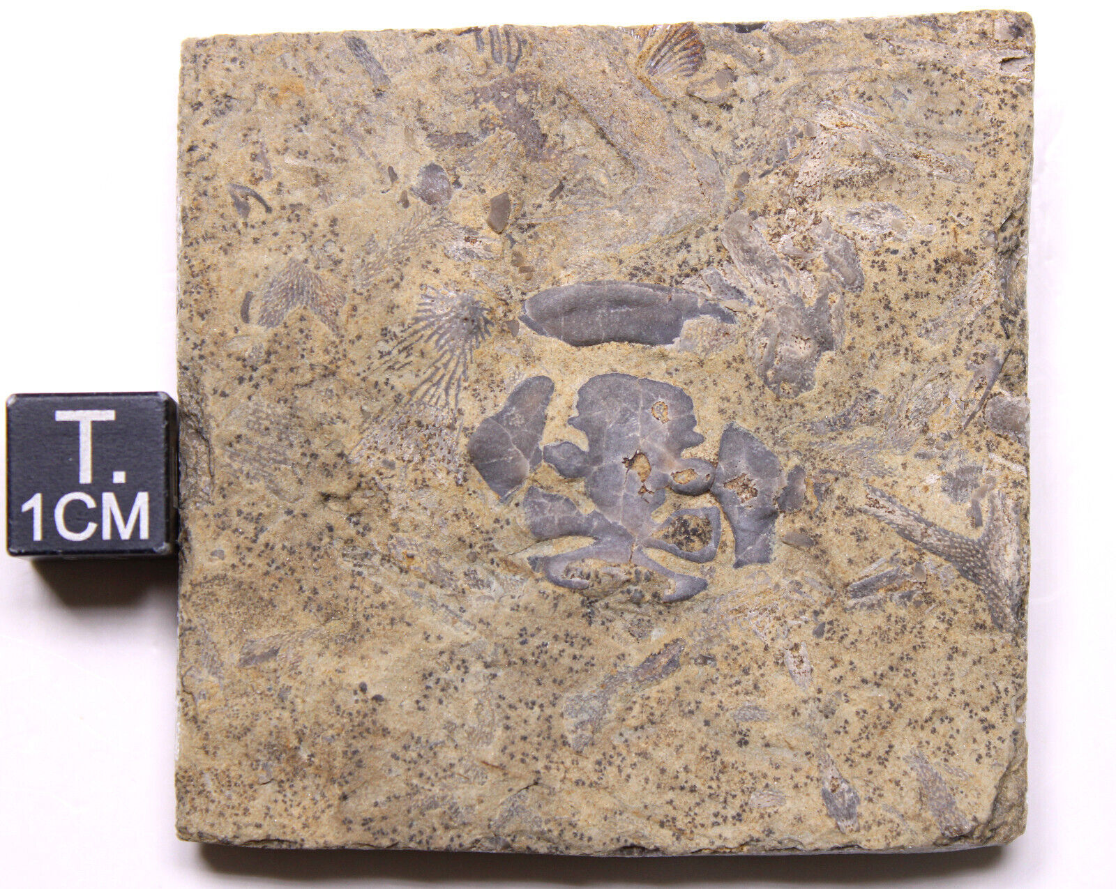 Liocalymene sp. Trilobite Cephalon Fossil New York Lower Silurian