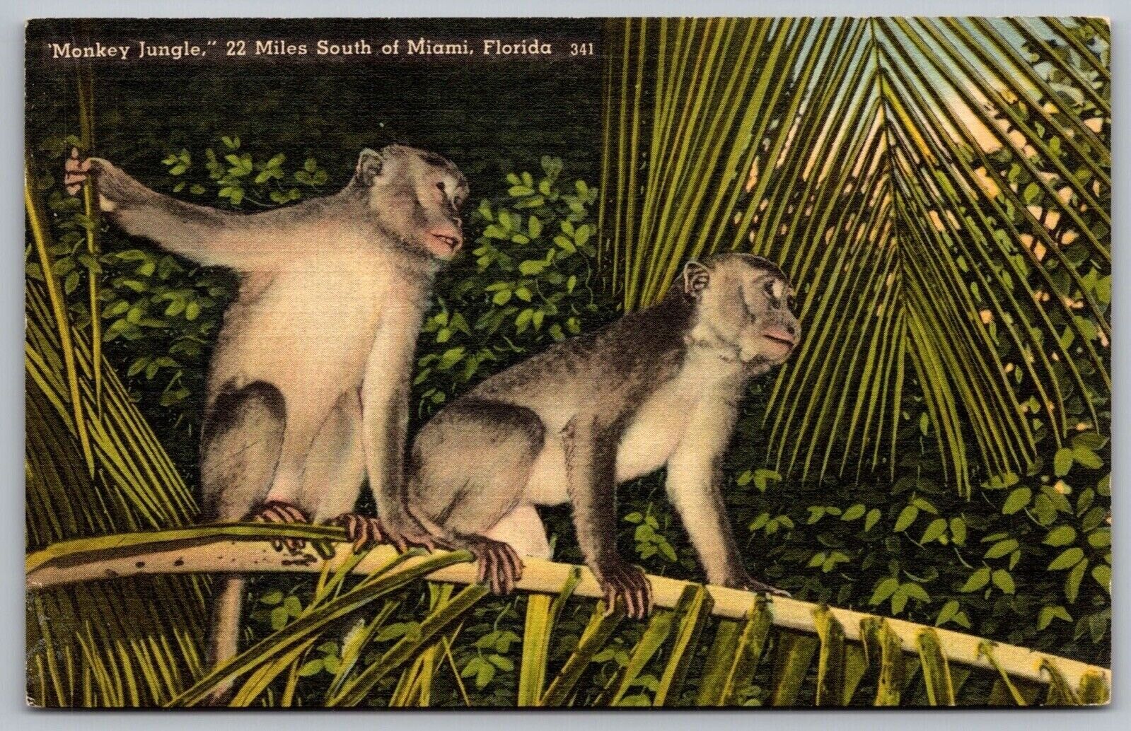 Miami Florida Fl Monkey Jungle Linen Farmington 1948 Cancel Wob Pm  Postcard