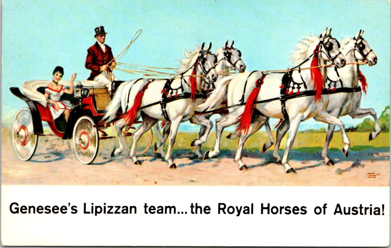 Postcard Genesee\'s Lipizzan Team Royal Austrian Horse Jenny New York B81
