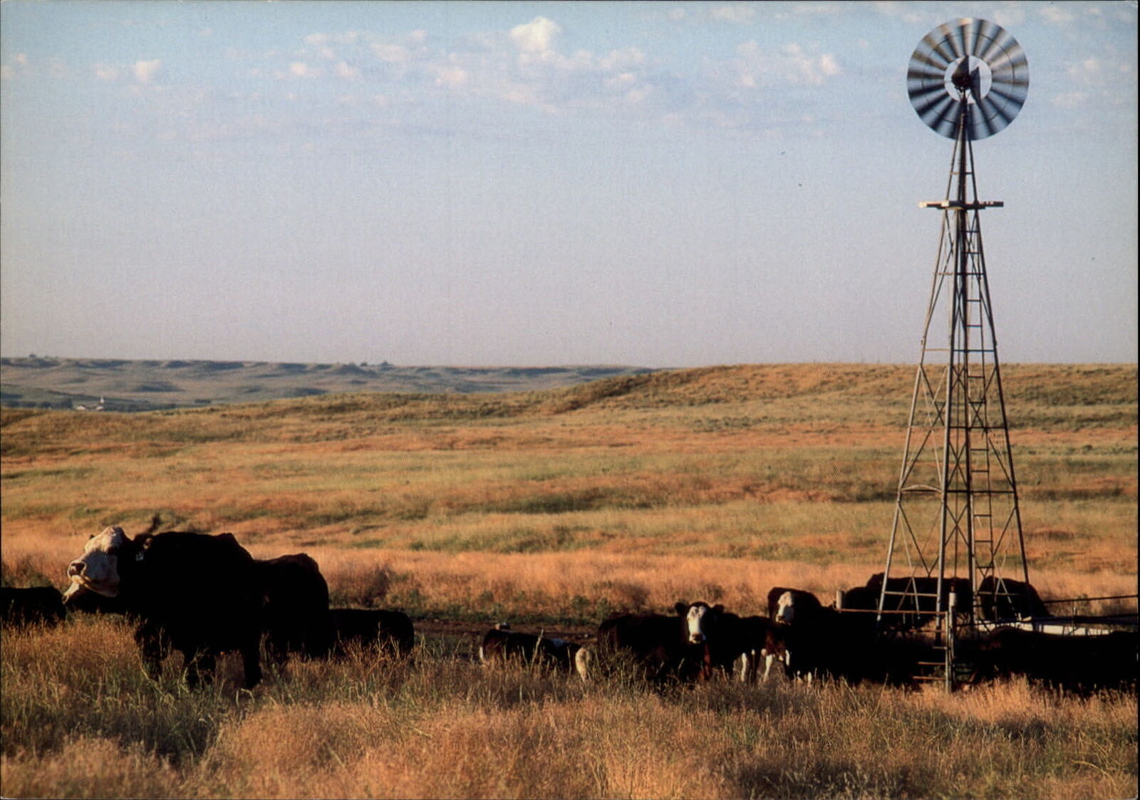 Kansas pasture cattle windmill rolling plains unused vintage postcard sku849