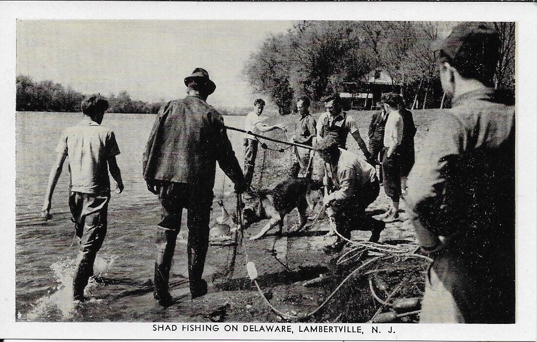 Shad Fishing on Delaware Lambertville NJ vintage postcard not postally used