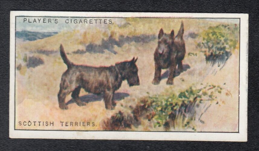 SCOTTISH TERRIERS Vintage 1925 Dog Painting Card 