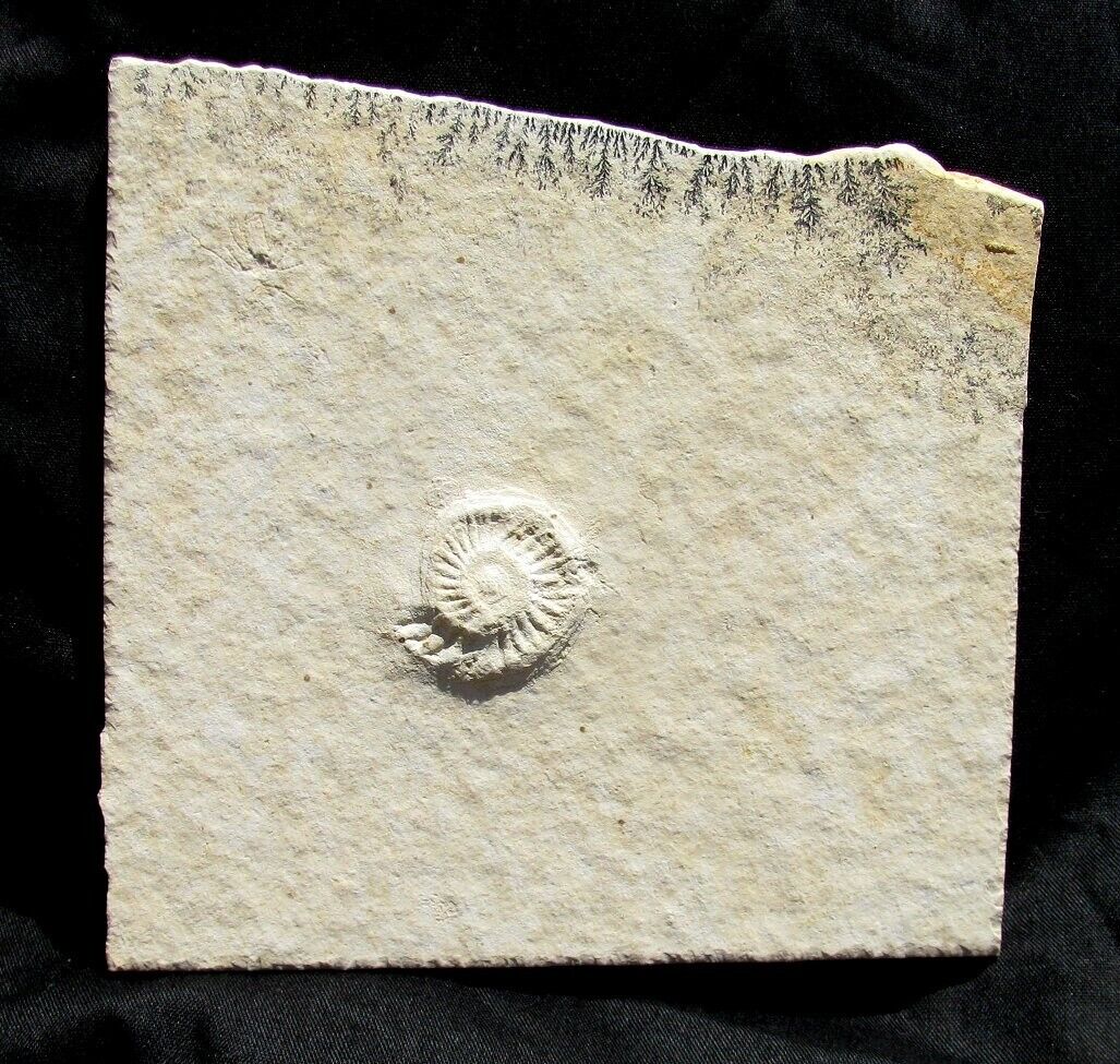EXTINCTIONS- VERY COOL, DETAILED AMMONITE FOSSIL W/DENDRITES- SOLNHOFEN GERMANY