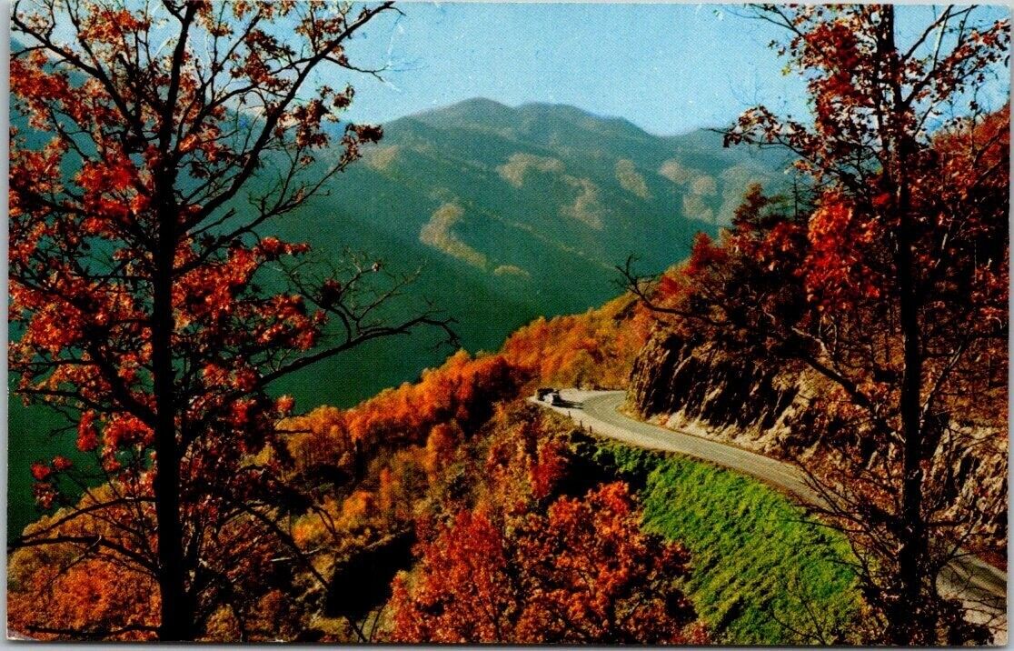 Autumn Scene Newfound Gap Highway Great Smoky Mts. Vintage Chrome Postcard B32