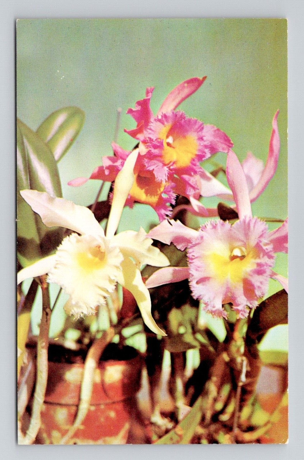 Postcard Pink Orchid Flower Bloom, Vintage Chrome M3