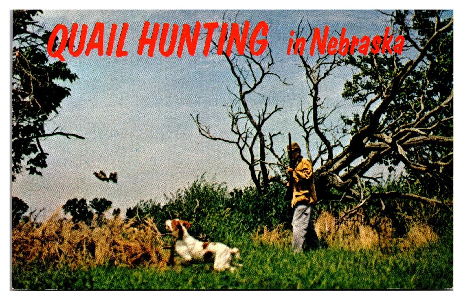 Vintage 1967 Quail Hunting in Nebraska, Centennial Logo on Reverse Postcard