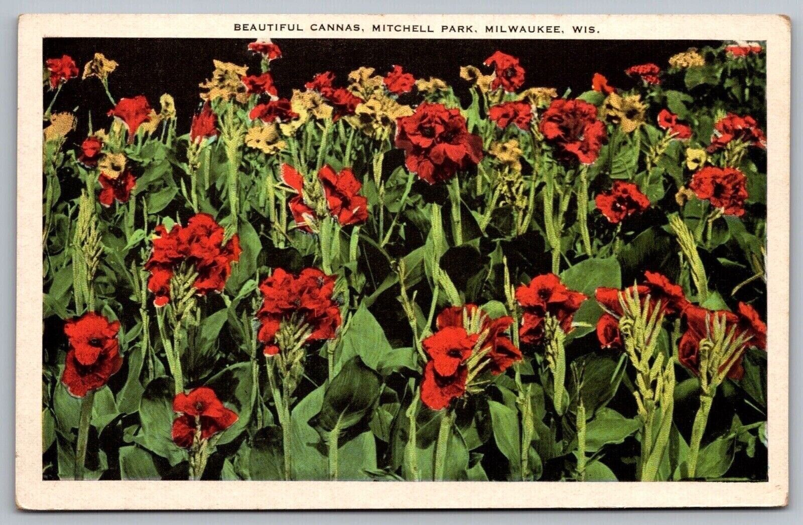 Beautiful Cannas Mitchell Park Milwaukee Wis Divided Unused Vintage Postcard