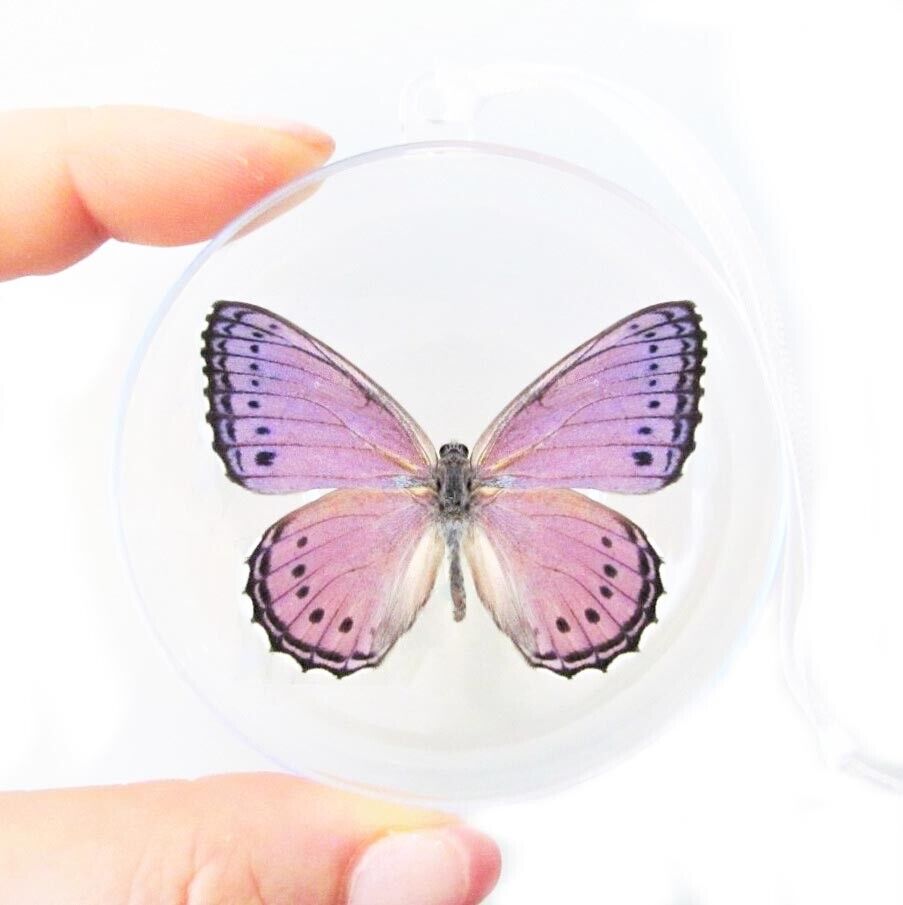Crenis pechueli REAL BUTTERFLY PINK PURPLE CHRISTMAS ORNAMENT GIFT AFRICA
