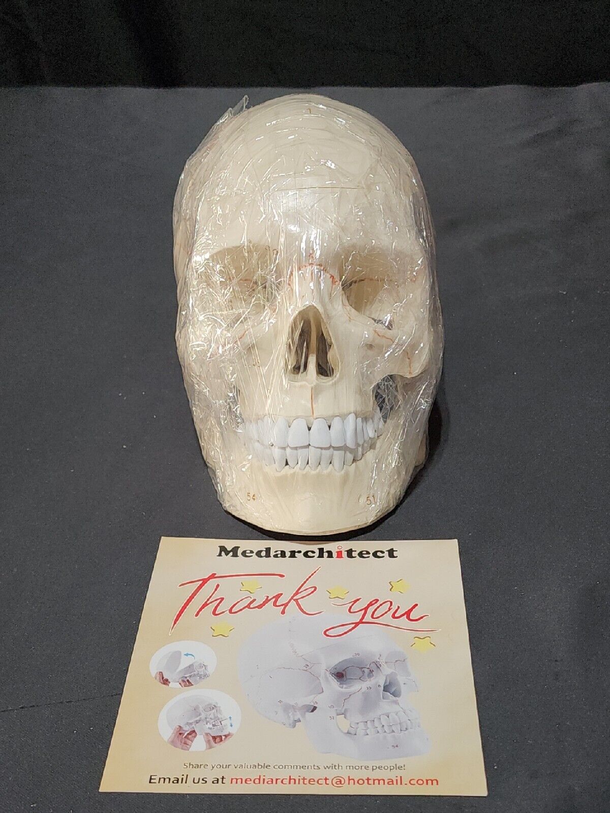 Medarchitect  Human Skull - New