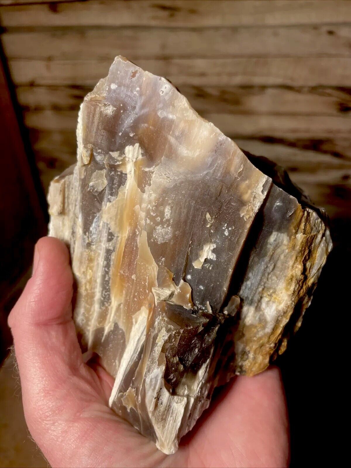 Large Opalized Petrified Wood Display - White, Gold, Brown 2.6 lb From Utah