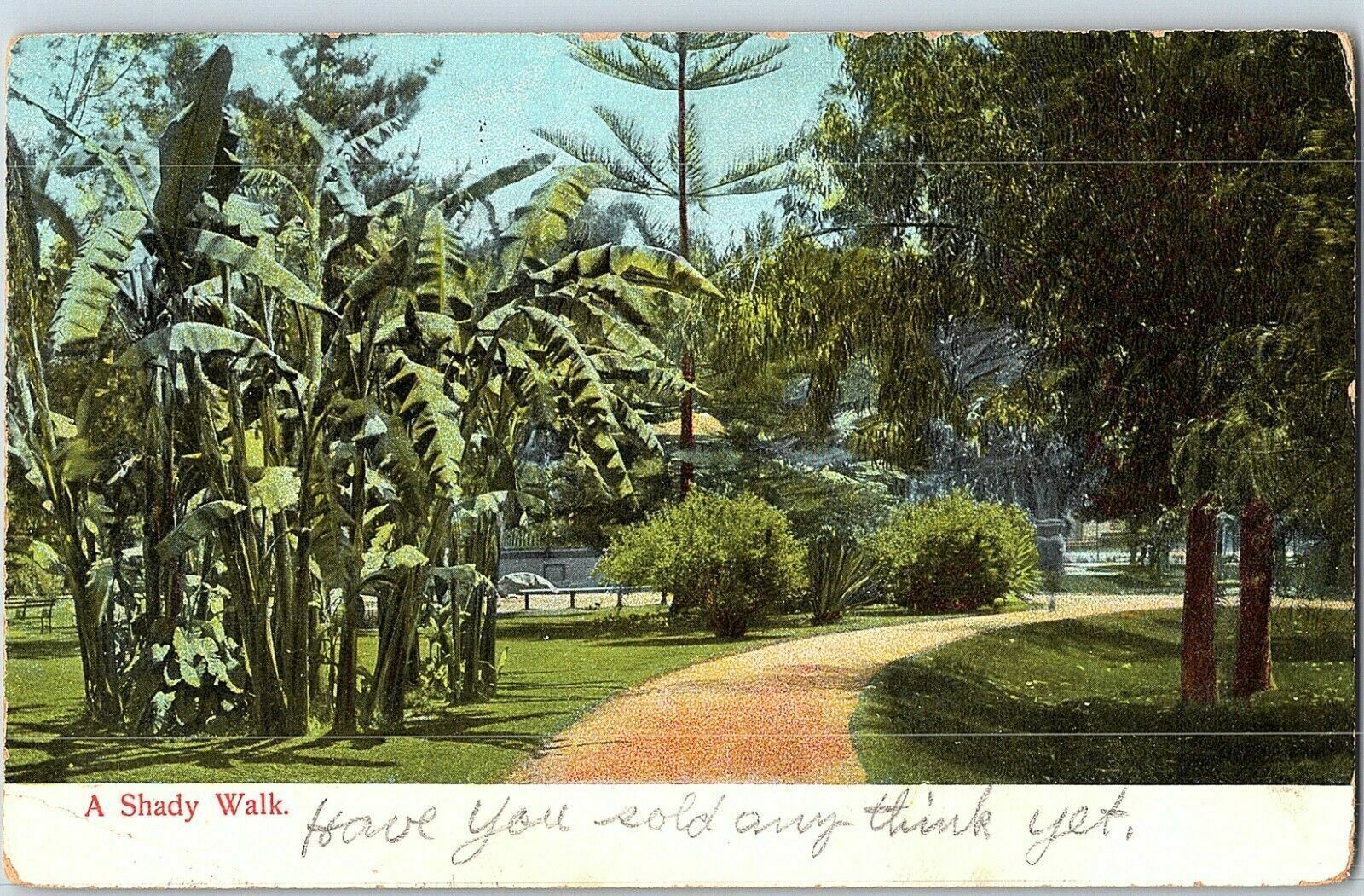 C1900 Postcard A Shady Walk Park Palms Gravel Lane Posted Santa Fe 1907