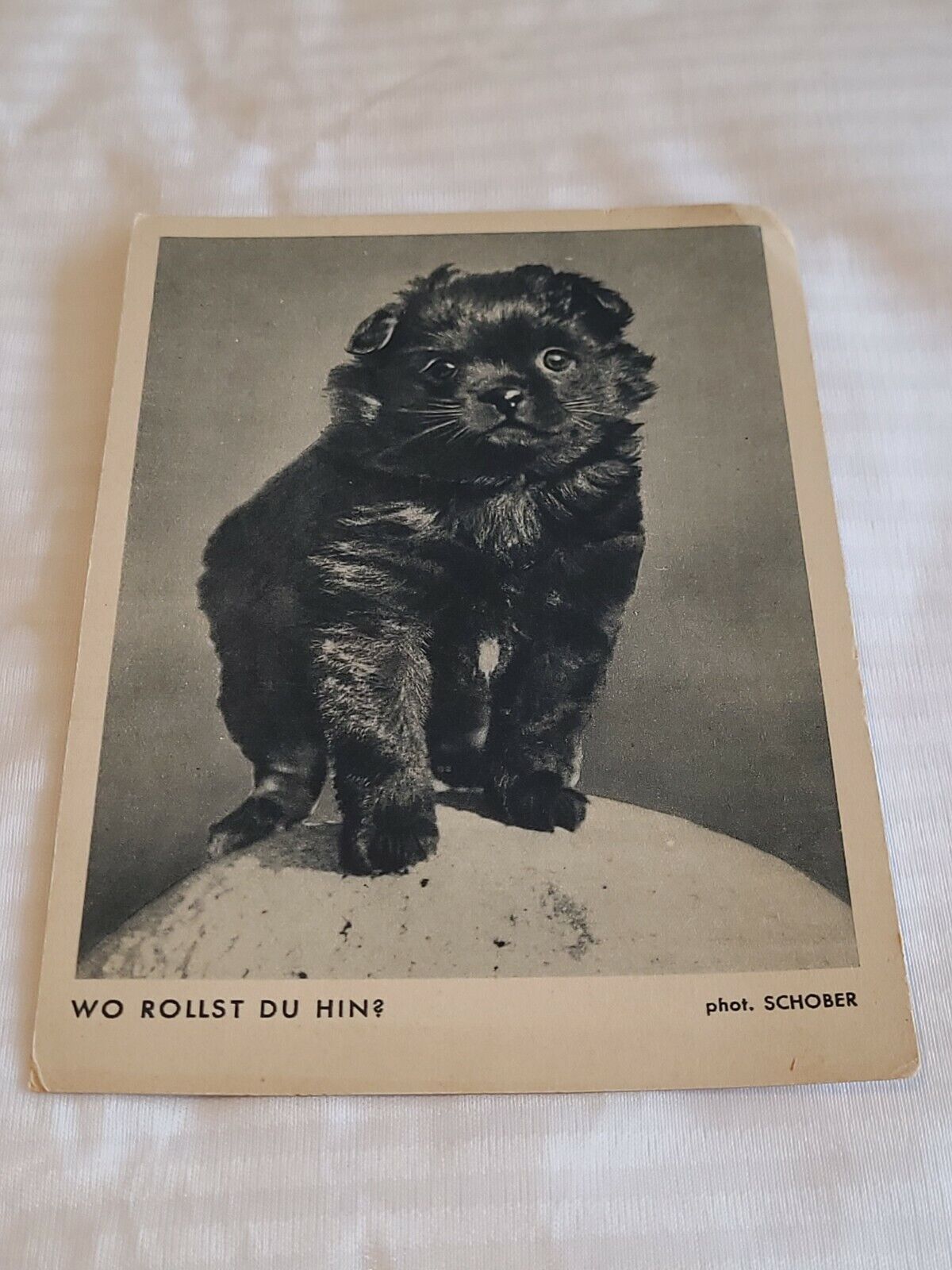 Vintage Postcard Black Puppy Germany WO Rollst Du Hin? Schober VLWIB 