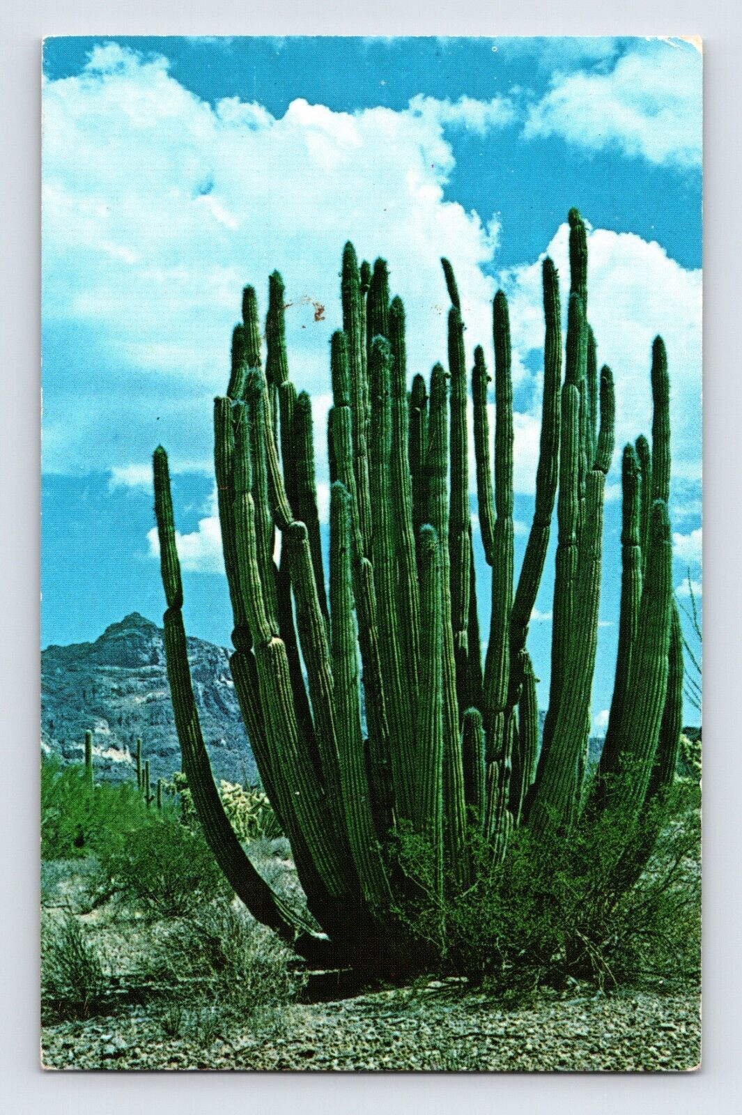 Postcard Arizona Ajo AZ Organ Pipe Cactus 1964 Posted Chrome