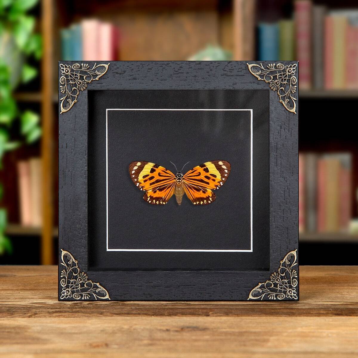 Boisduval\'s Tiger Taxidermy Moth in Baroque Style Frame (Chetone histrio)