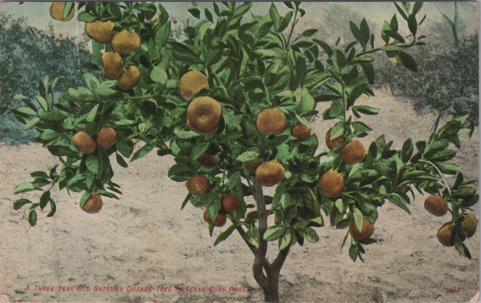 Gulf Coast, TX: 1909 Satsuma Orange Tree - Vintage Texas Postcard