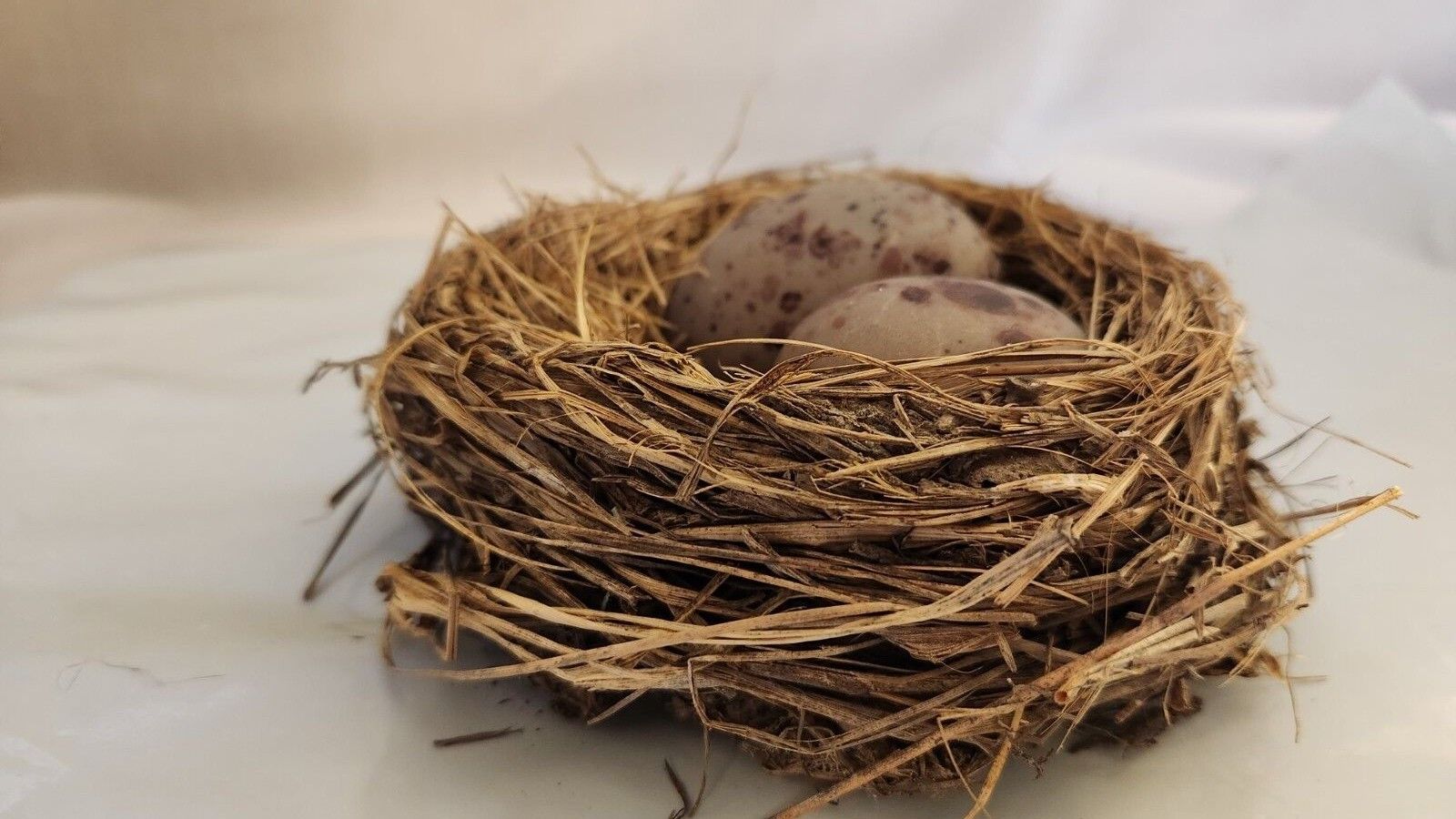 Real-life Bird Robin\'s Nest made from grasses and mud with two (2) faux eggs