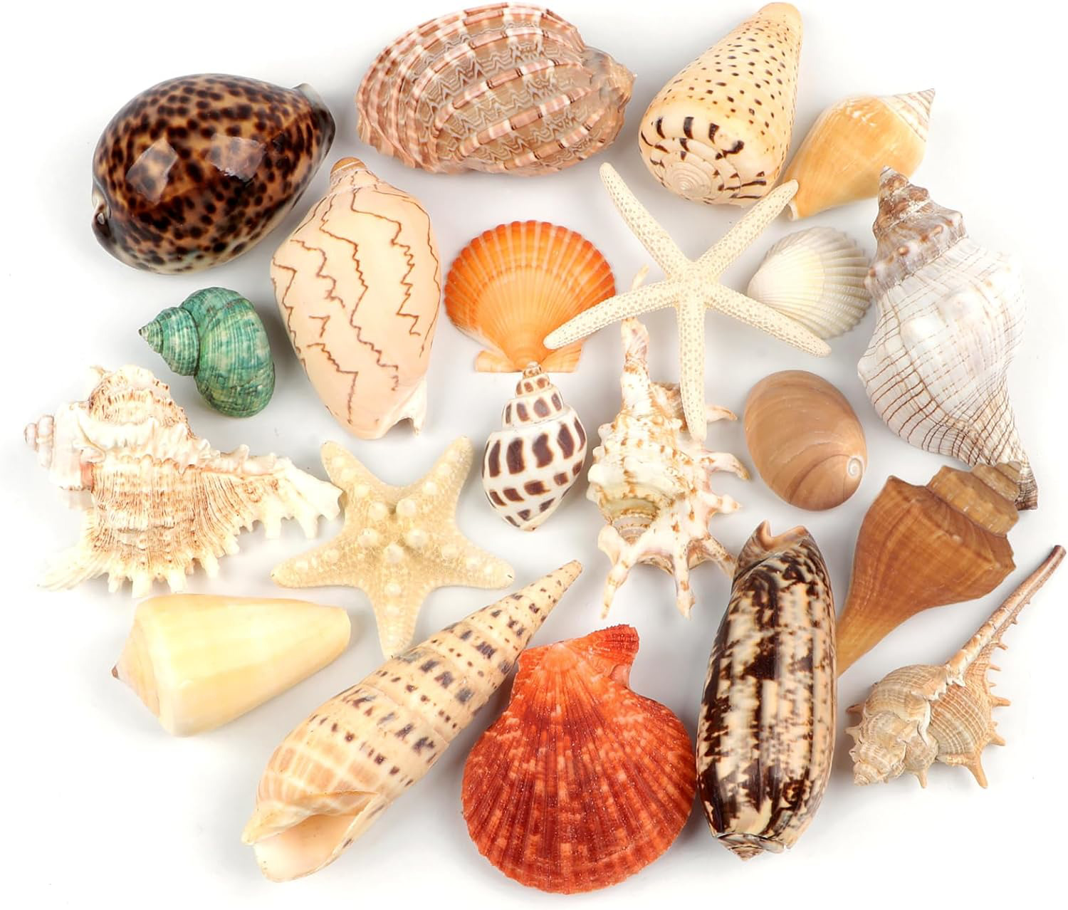 Jangostor 21 PCS Large Sea Shells Mixed Ocean Seashells, Various Sizes Natural