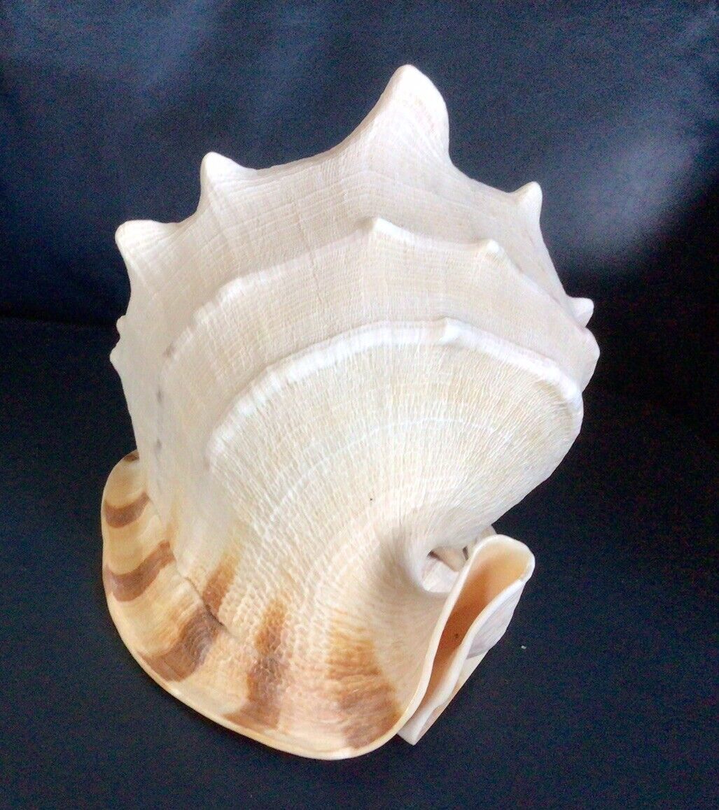 Xtra Large Conch Sea Shell.  Beautiful.  3 Lbs.