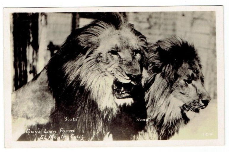 RPPC Gay's Lion Farm El Monte California CA Postcard Slats and Numa Big Cats