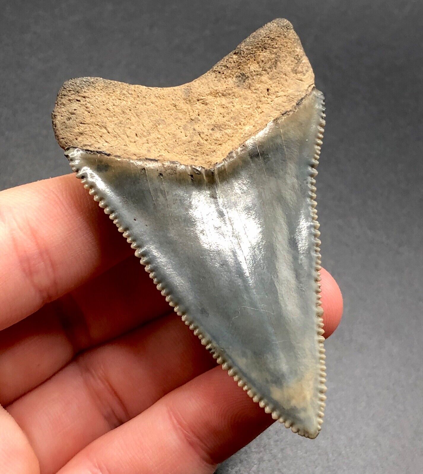 2.39” Glossy NC Great White Shark Tooth Fossil Sharks Teeth Fossils Ocean