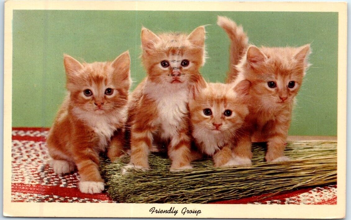 Postcard - Friendly Group - Four Kittens