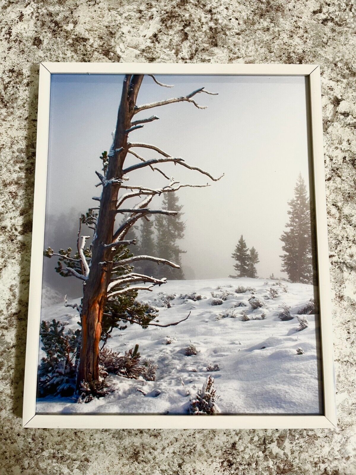 Yellowstone Snow Original Nature Photograph 8X10\