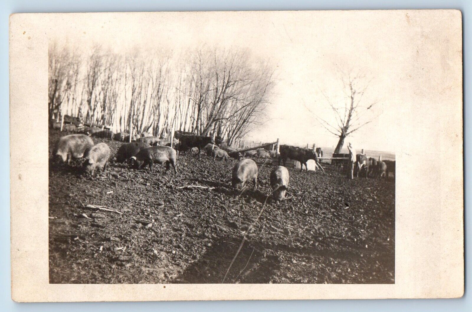 c1910\'s Postcard RPPC Photo Hogs Pigs Scene Field Unposted Antique