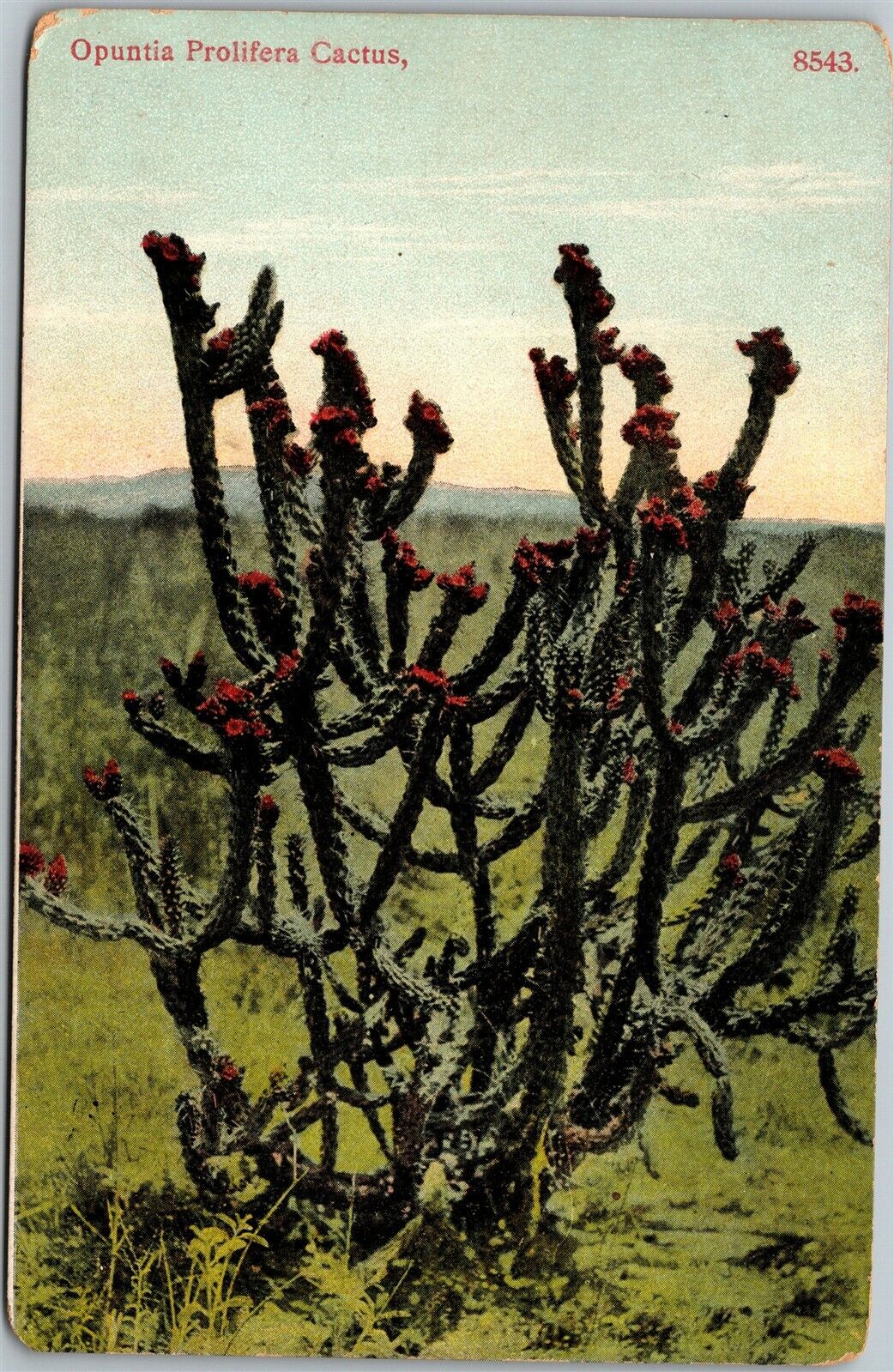 Opuntia Prolifera Cactus Plant 1910s Divided Back Antique Postcard D5