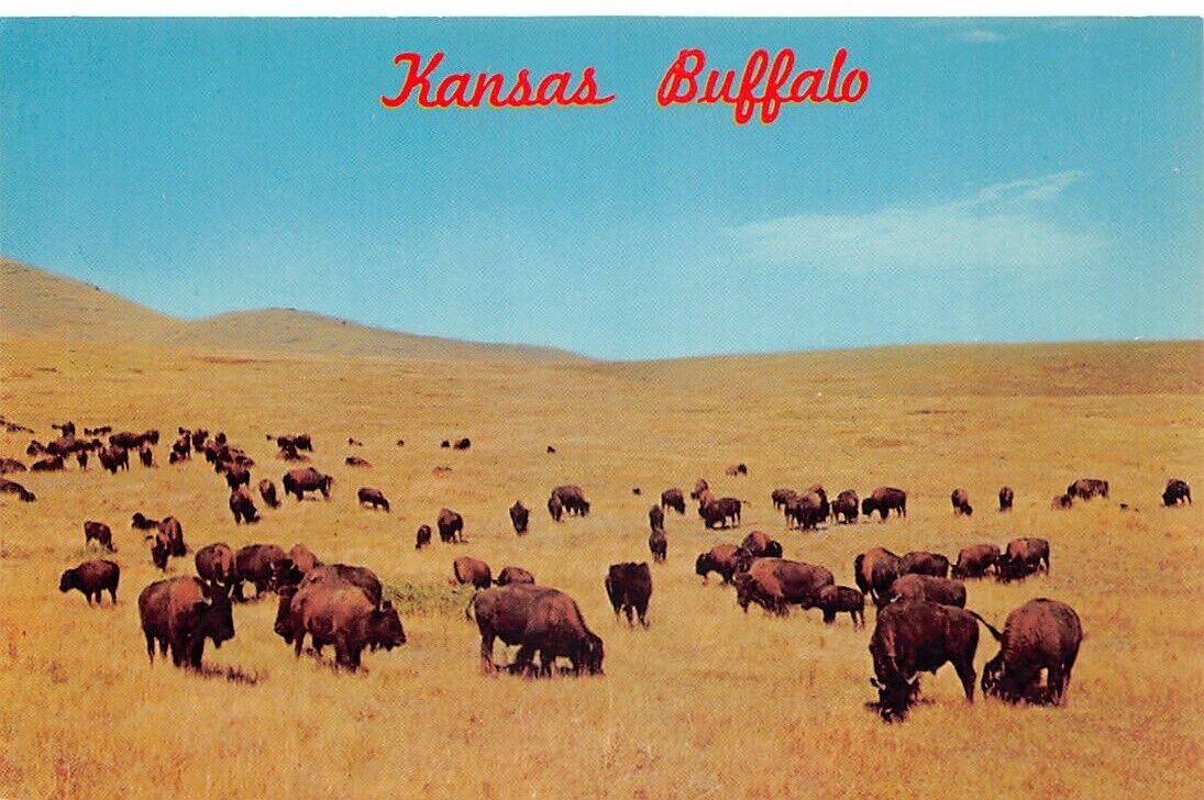 Buffalo in Kansas Vtg Postcard CP316